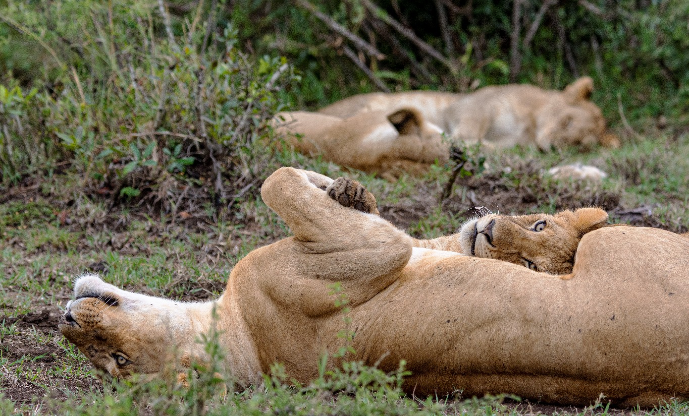 2 adult lions lying on their backs lazing in the bush with two more in the background slightly blurred