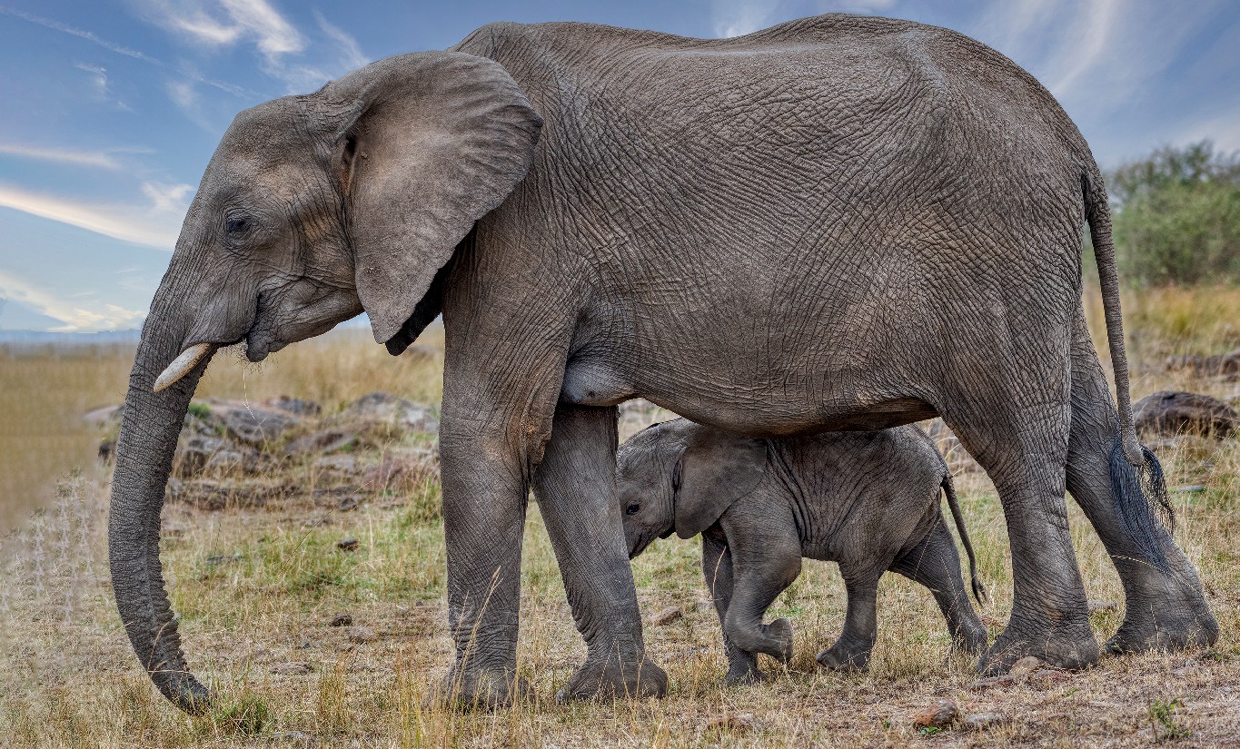 A majestic African elephant walking down the plain all the while sheltering its calf under its body