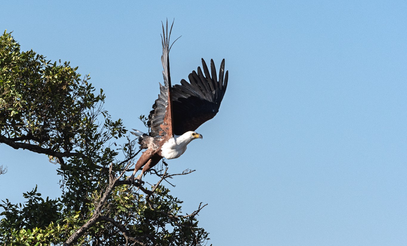 An African fish eagle with its wings fully extended taking off from a tree