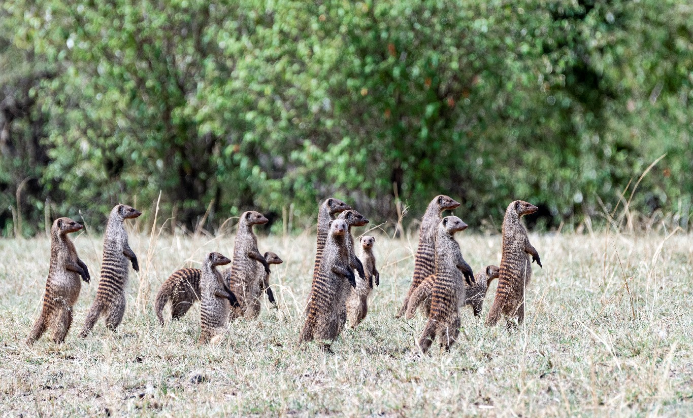 Wild animals picture of a pack of mongooses standing upright on their hind legs looking alertly at some danger