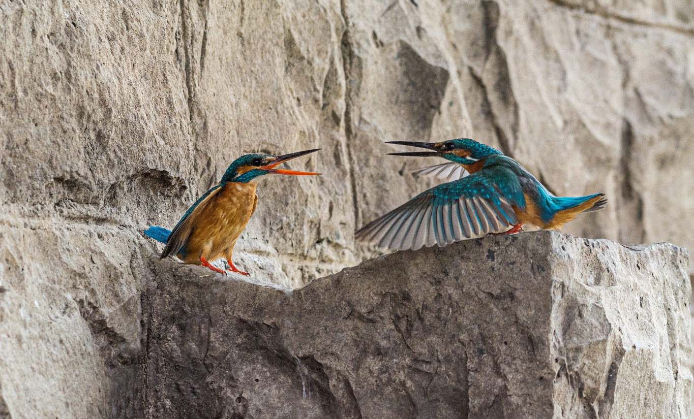 Bird photography of two kingfishers courting each other on a rocky ledge