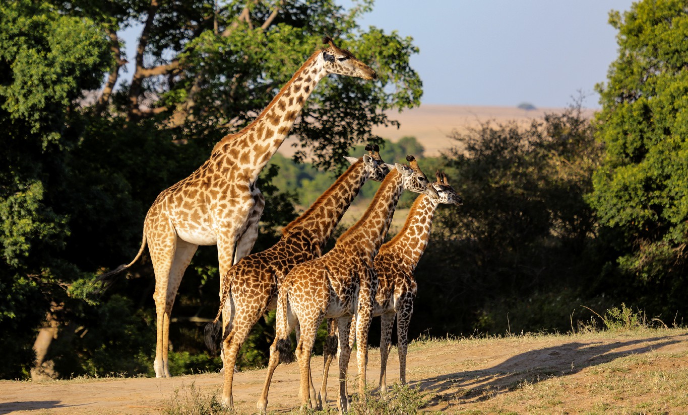 A family of giraffes standing on a grassy plain with trees in the background