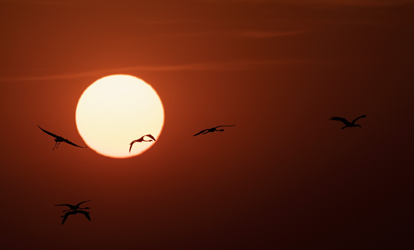 A flock of flamingoes flying into the setting sun