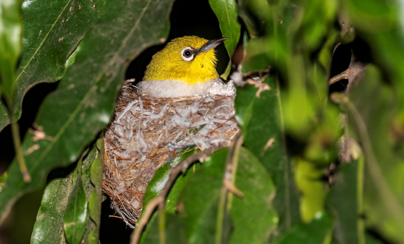 A close up of the Indian white-eye bird peeking from its nest surrounded by green leaves