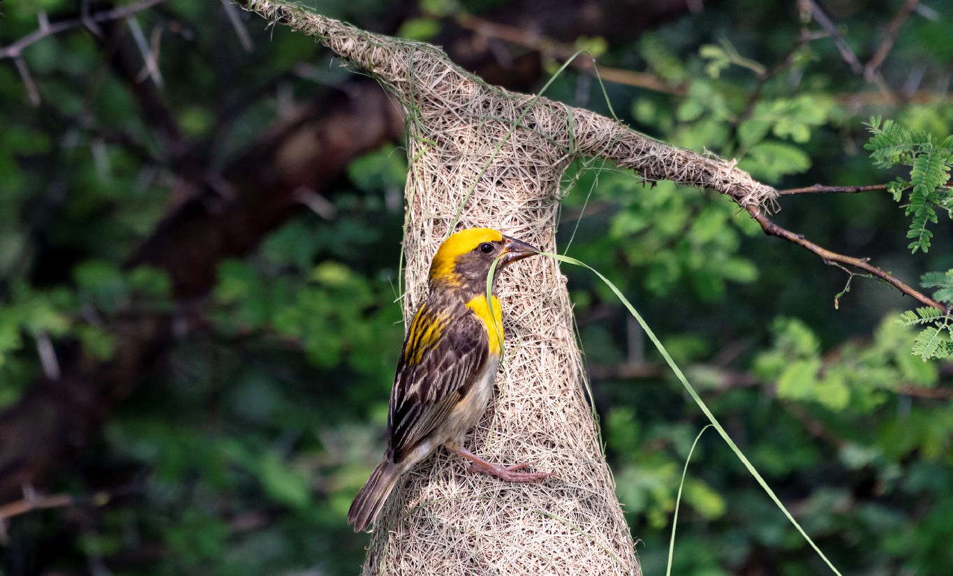 A weaver bird with a single blade of grass in its beak building its nest