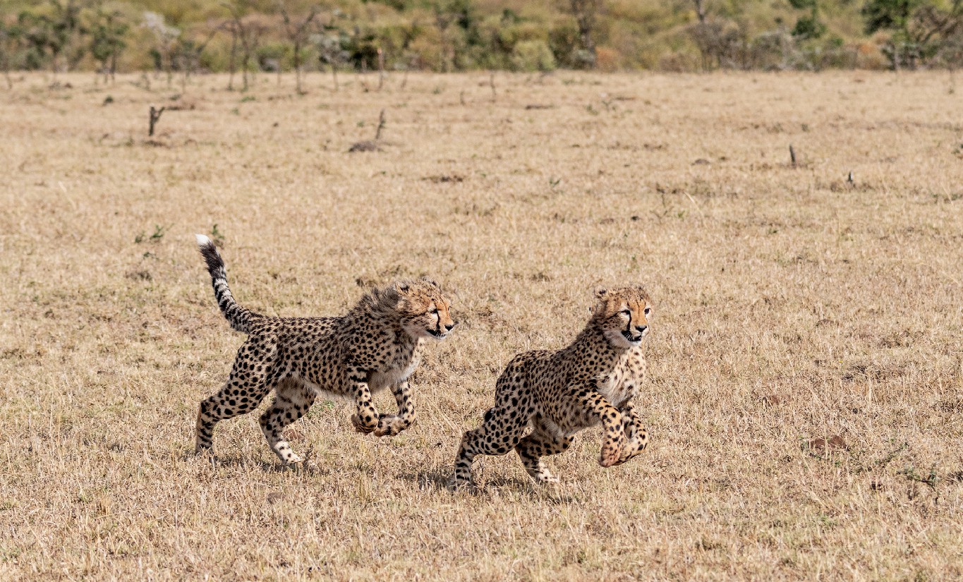 Two cheetah cubs playfully running around on a sun-browned grassy plain