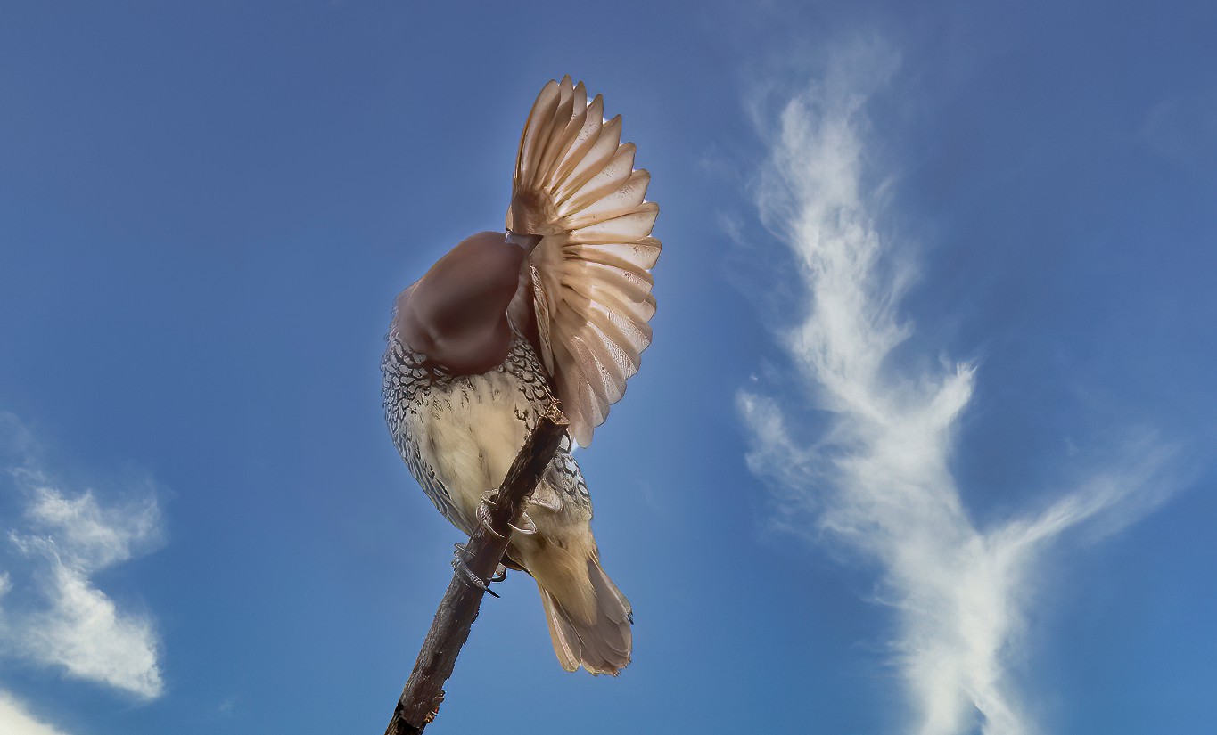 A close-up shot of a munia with a deep blue sky in the background preening its fanned out its wing image captured by nature photographer Jehangir Jehangir