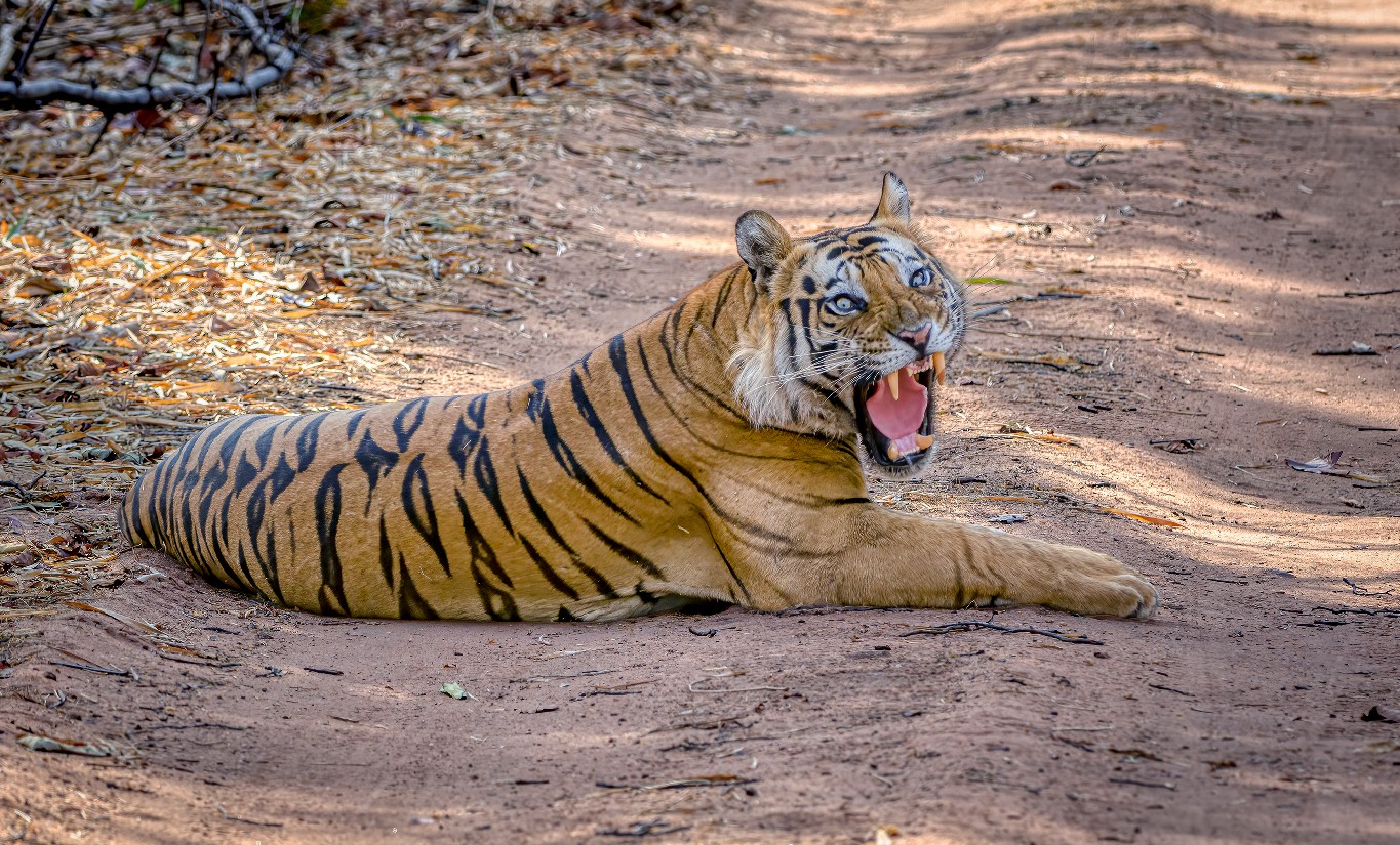 A tiger snarling at the lens with its mouth wide open while laying on the road image captured by nature photographer Jehangir Jehangir