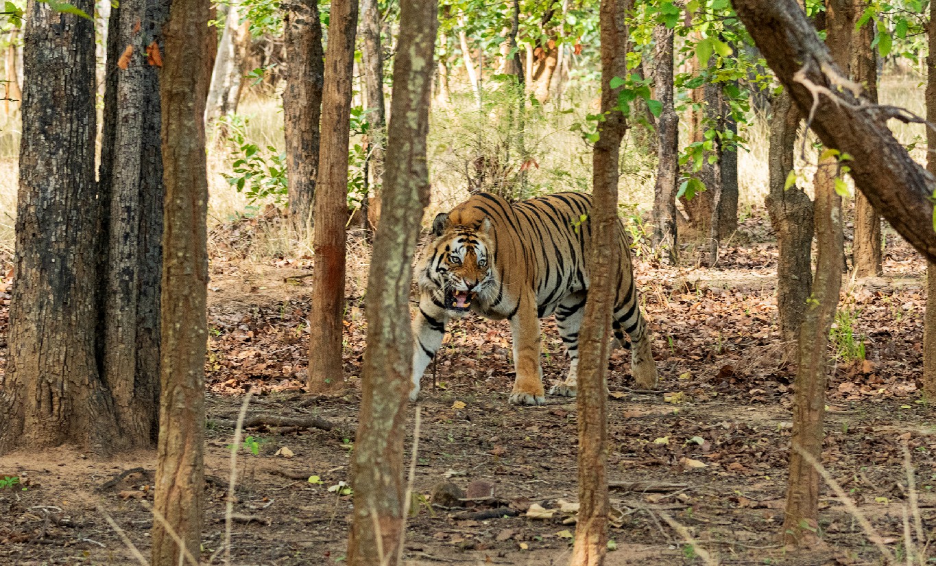 A tiger prowling in the jungle with its mouth open and some slender tree trunks in the foreground