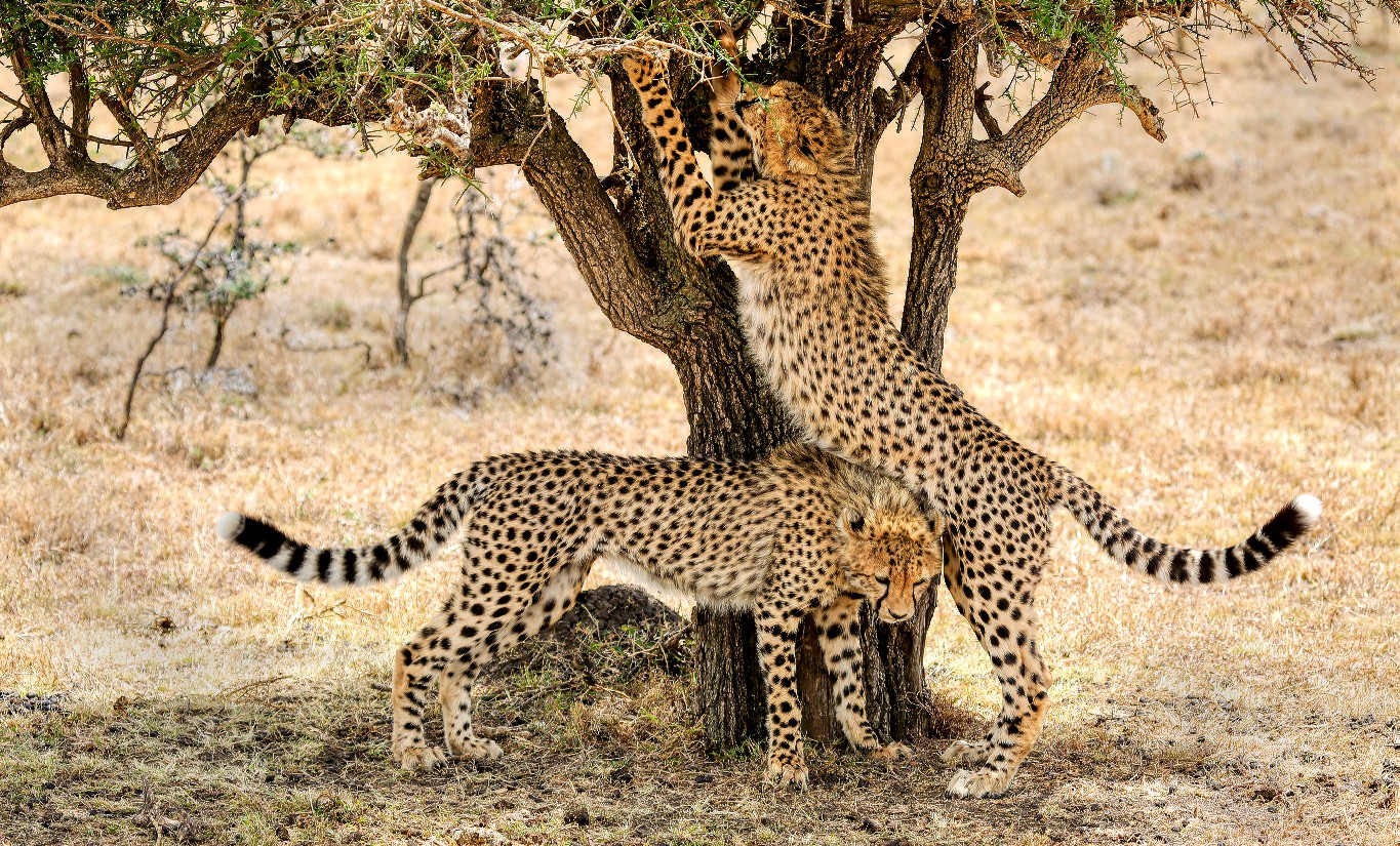 A cheetah stretching up the trunk of a tree while another cheetah snuggles up image captured by a nature photographer Jehangir Jehangir