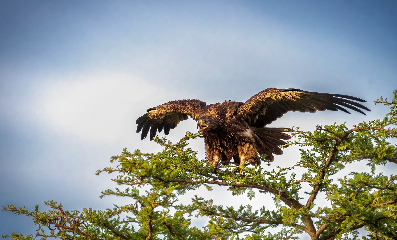 Nature photography of a tawny eagle with its wings stretched preparing to take off from of a tree