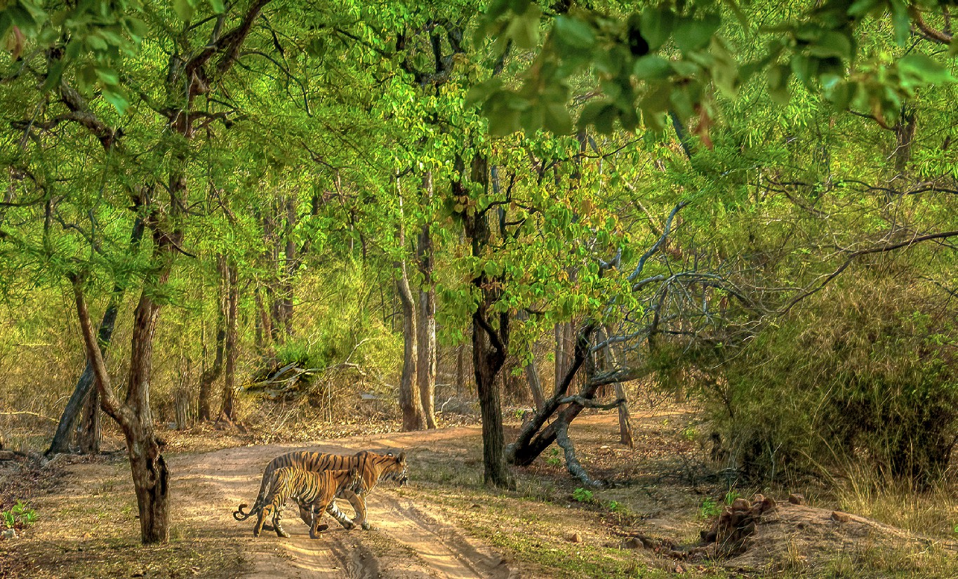 A serene image of a leafy forest with a tigress and her cub seen in the distance