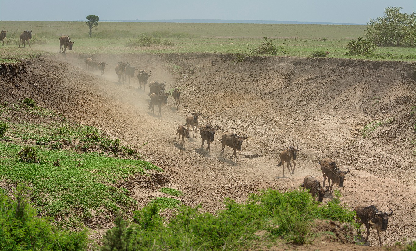 A herd of wildebeest racing down a dry river bed image captured by nature photographer Jehangir Jehangir